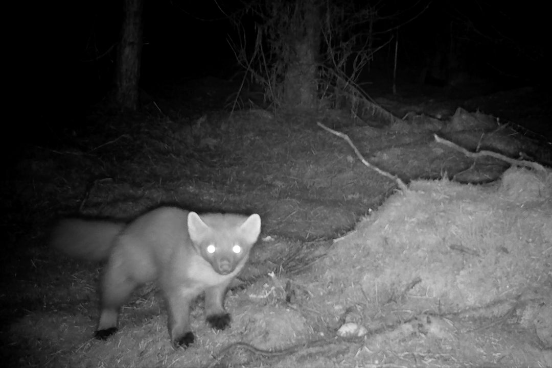 How Pine Martens Communicate: Deciphering Their Language
